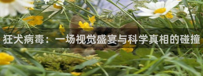 成人午夜黄色在线